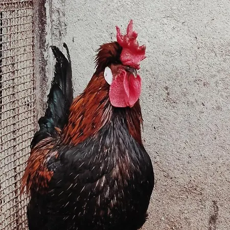 Venkovský dům A In Relax 