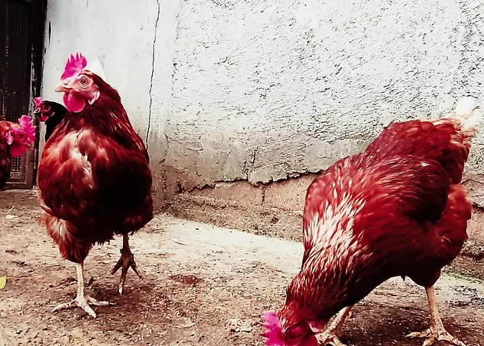 בית כפרי A In Relax 