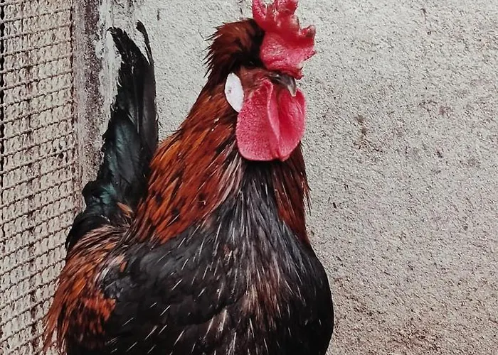 בית כפרי A In Relax 